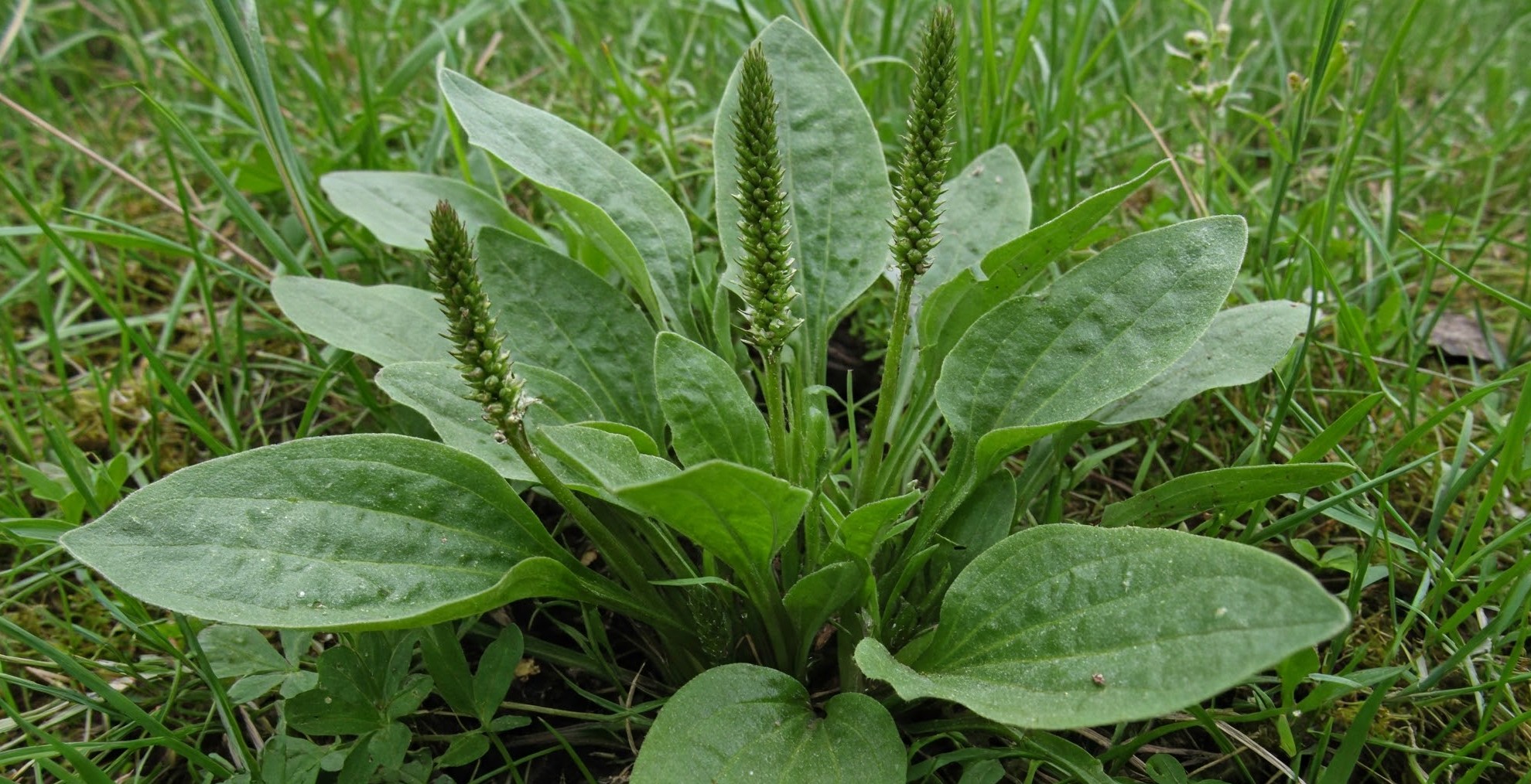 Hojas de Llantén con nervios paralelos y espiga floral