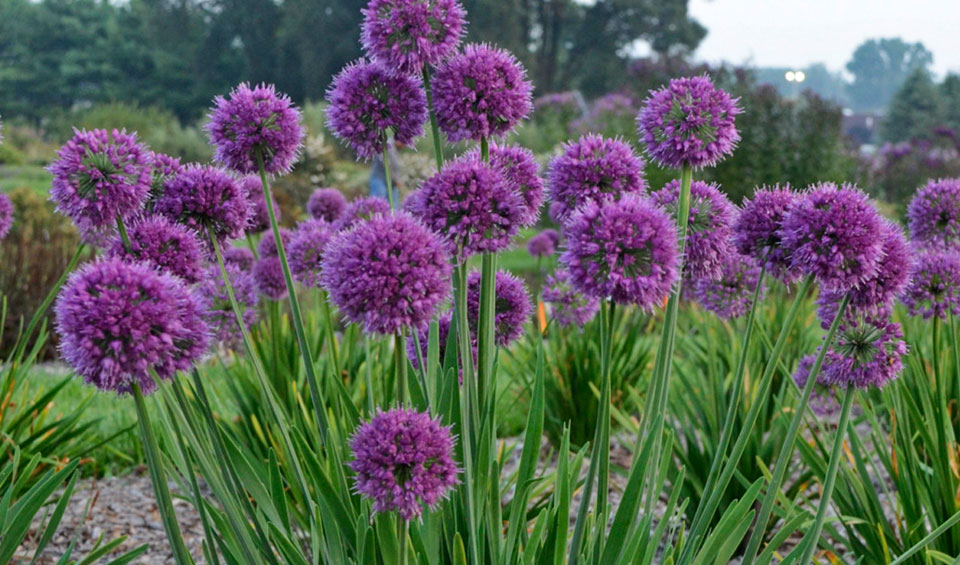 Ajo de Oso (Allium ursinum) u otro ajo silvestre