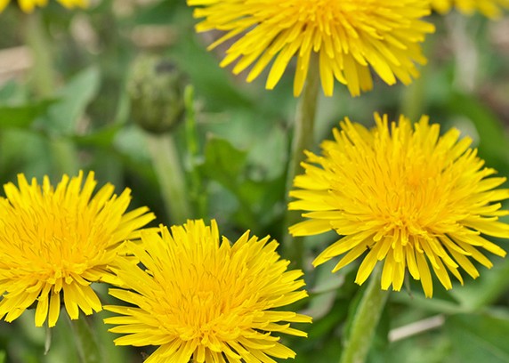 Diente de león con hojas basales dentadas y flor amarilla