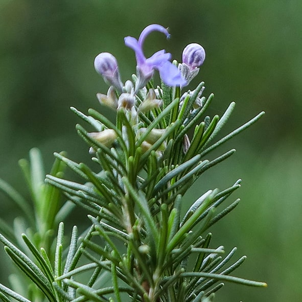 Arbusto de Romero con hojas aciculares y flores azules